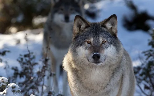 serigala juga berperan penting dalam mempengaruhi struktur komunitas hewan lain dalam ekosistem.